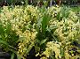 Tinonee-orchids-II 019